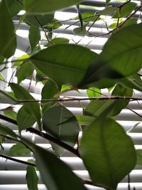 Ficus - Formaldehyd Filter - Gut in Büroräumen und Wohnzimmern