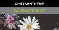 Video: Montagsblues der Chrysantheme * Vier Edle